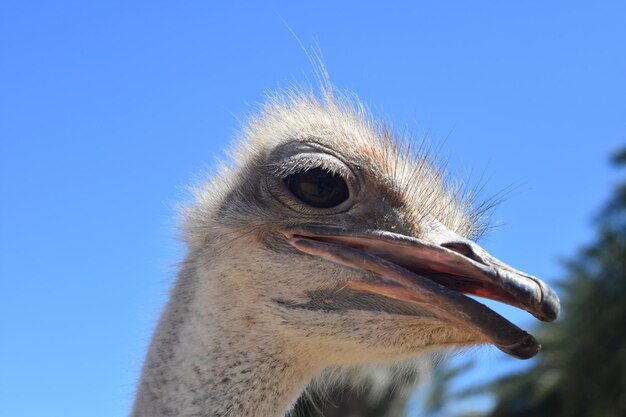 Adorable Ostrich in Extreme Close Up