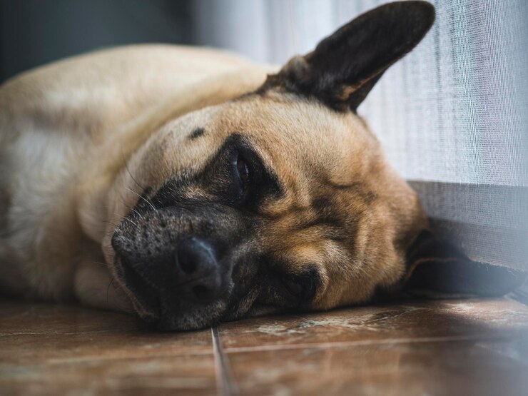 Adorable perro dormido en el suelo de casa