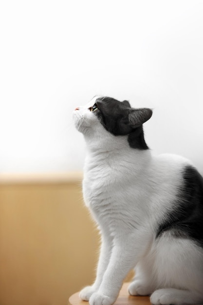 adorable pet tuxedo cat