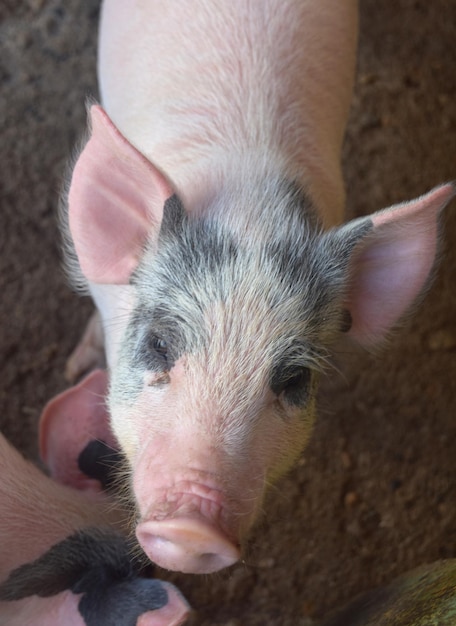 Adorable pink face on a domestic piglet