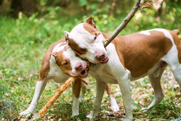 Pitbull adorabile che morde bastone di legno