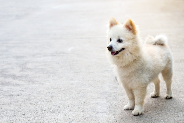 愛らしいポメラニア犬の自然の背景、犬の肖像