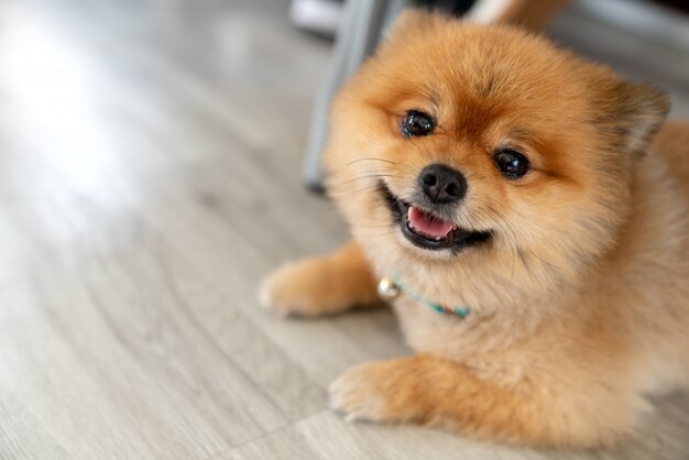写真 カメラを見て笑って愛らしいポメラニアン犬
