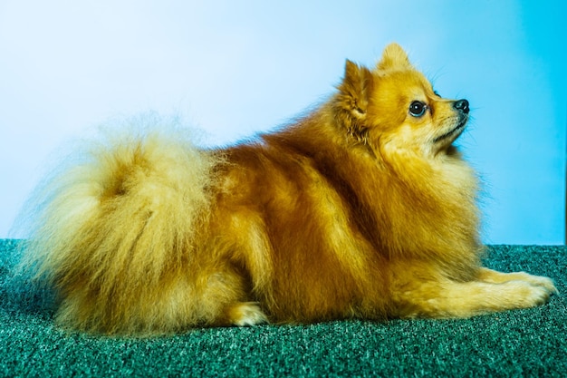 Photo adorable pomeranian dog stand with two legs and looking at something want to eat on texture cement background close up brown and white small cute happy dog concept