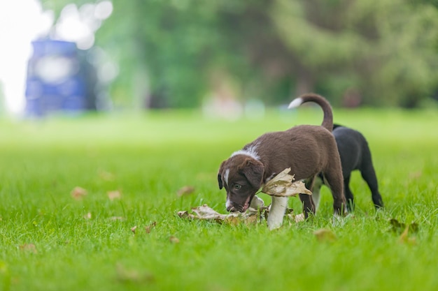 Adorable portrait of amazing healthy and happy black and white border collie puppy against foliage