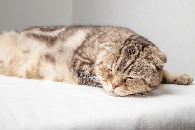 Adorable pregnant Scottish Fold cat has closed her eyes and is resting lying on the table