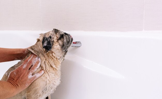 自宅の浴槽にいる愛らしいパグ犬が、お湯で心地よいお風呂の準備をしています。ペットケア、コートケア、犬の衛生の概念。