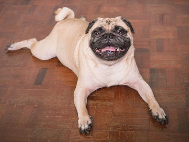 Photo adorable pug dog lying on floor at home, 3 year old, looking at the camera
