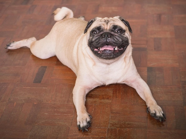 Adorable pug dog lying on floor at home 3 year old looking at the camera