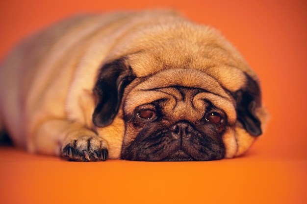 Adorable pug looking at camera while lying and resting on bright orange background
