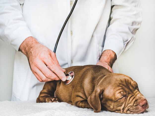 Adorable puppy of chocolate color at the reception at the vet doctor. Close-up, isolated background. Studio photo. Concept of care, education, obedience training and raising of pets