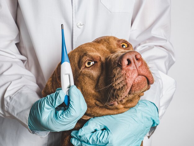 Adorable puppy of chocolate color at the reception at the vet doctor. Close-up, isolated background. Studio photo. Concept of care, education, obedience training and raising of pets