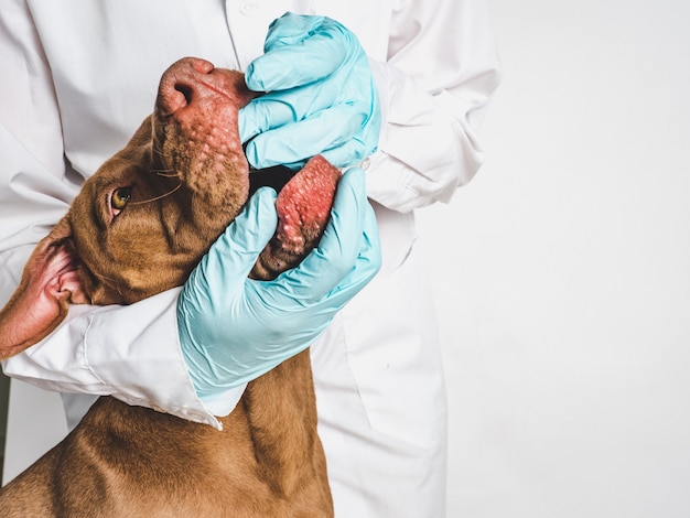 Adorable puppy of chocolate color at the reception at the vet doctor. Close-up, isolated background. Studio photo. Concept of care, education, obedience training and raising of pets