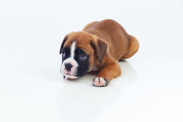 Adorable puppy lying on the floor