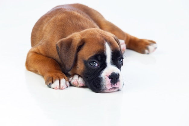 Adorable puppy lying on the floor