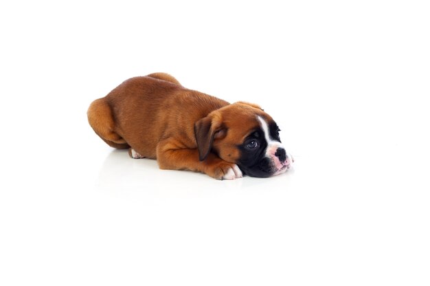 Adorable puppy lying on the floor