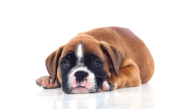 Adorable puppy lying on the floor  