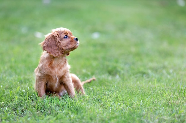 Adorable puppy sitting on the grass