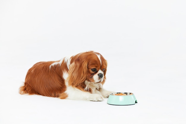 Photo adorable puppy solo portrait