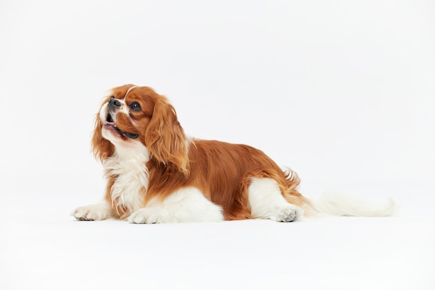 愛らしい子犬のソロポートレート