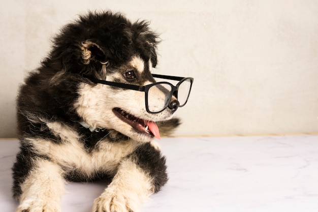 眼鏡をかけている愛らしい子犬