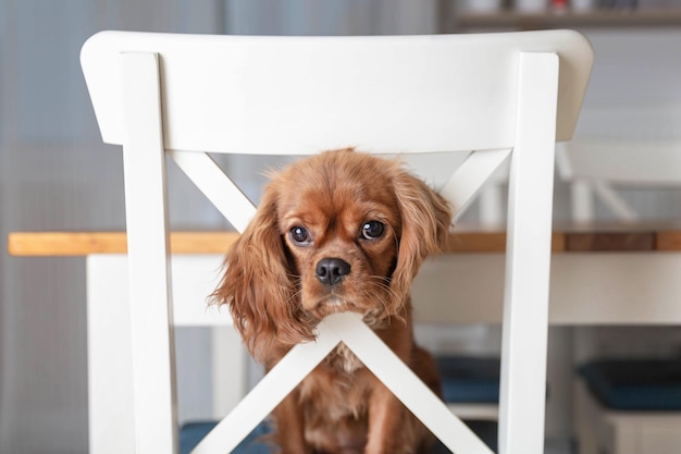 Adorable puppy on the white kitchen chair