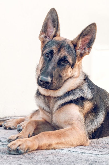 Adorable purebred German Shepherd dog lying on stone ground against beige wall and looking at camera