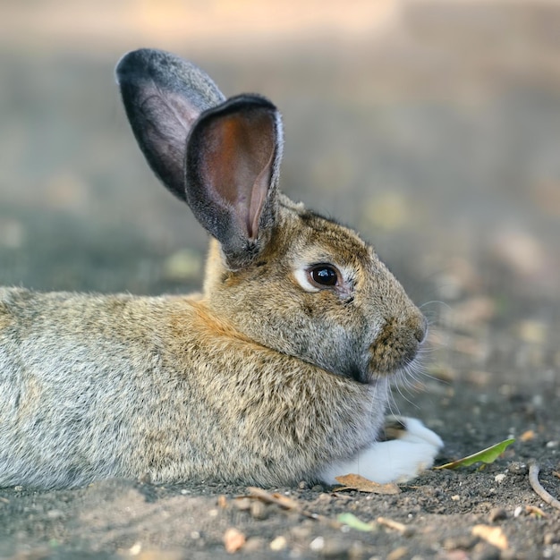 Photo adorable rabbit images for wallpaper