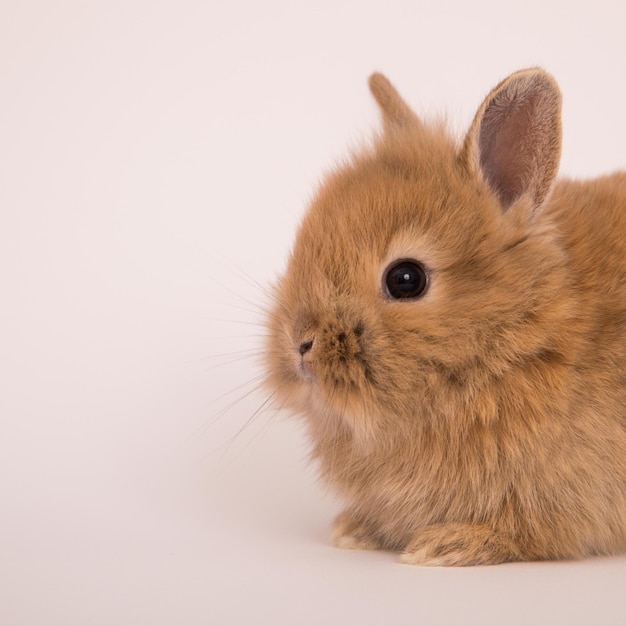 Photo adorable rabbit images for wallpaper