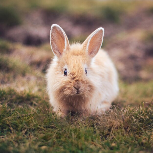 Photo adorable rabbit images for wallpaper