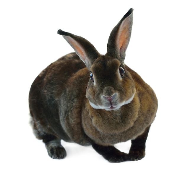 Photo adorable rabbit isolated on a white background