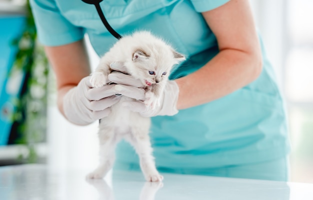 Adorable ragdoll kitten standing on hind legs at vet clinic. Woman animal doctor holding cute purebred fluffy kitty during medical care examining