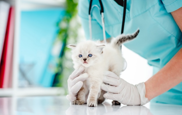 Adorable ragdoll kitten with beautiful blue eyes at vet clinic. Woman veterinarian hands holding cute purebred fluffy kitty during medical care examining