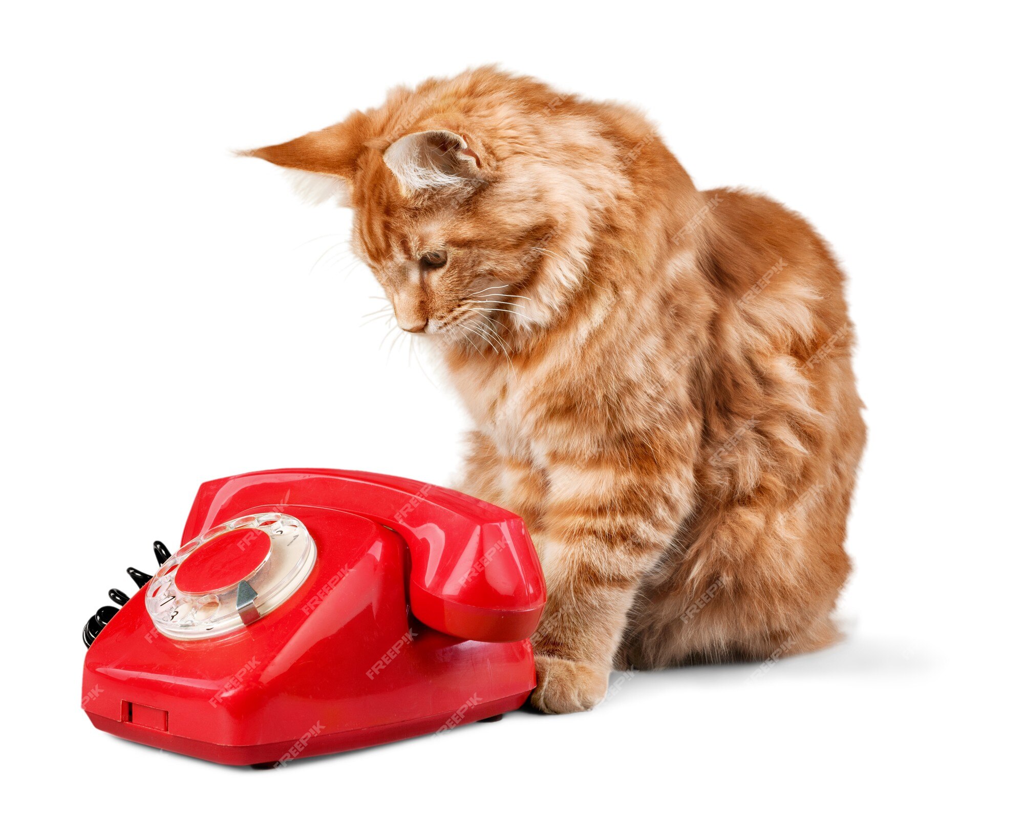 Cat with retro telephone icon, Cute and funny vintage color