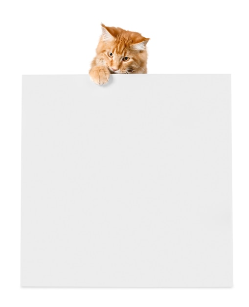 Adorable red cat with   empty card on white background