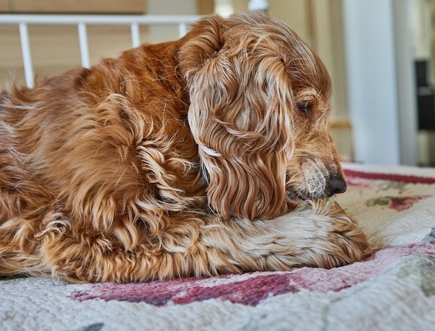 Foto adorabile red cocker spaniel cane che mangia un orecchio di maiale mentre giace su un letto