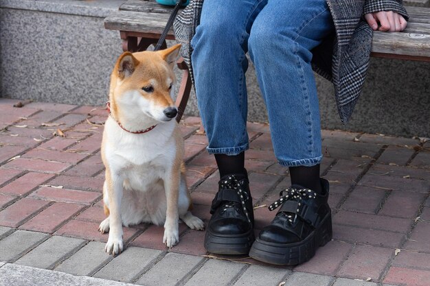 Adorable red Shiba Inu dog in a red collar sits next to the owner on a sunny summer day