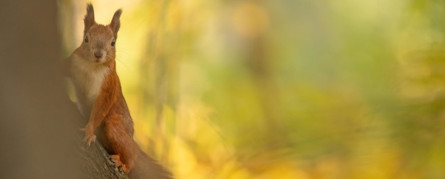 Adorable Red Squirrel Perched on Tree Trunk