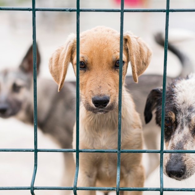 Adorable rescue dogs at adoption shelter behind fence