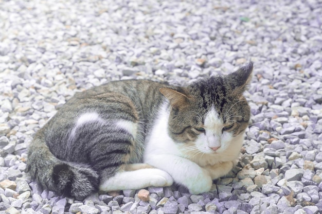 An adorable sad grey cat feeling sick or unwell lying curled up on grey construction stone background