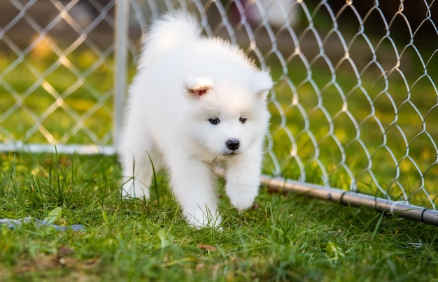 Adorable samoyed puppy running on the lawn