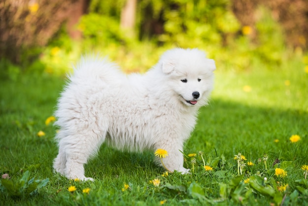 芝生の上に立っている愛らしいサモエド子犬