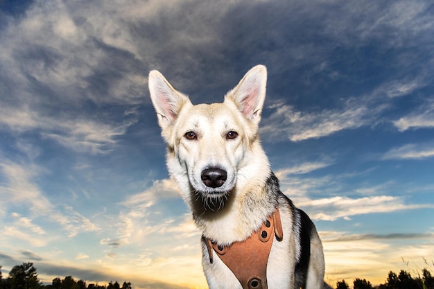 Adorable Shepherd dog at walk looking in camera during sunset