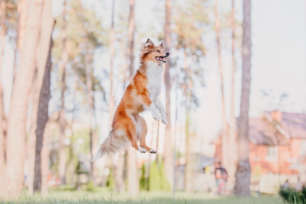 Adorable shetland sheepdog sheltie dog