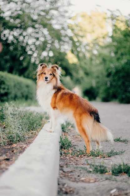 Adorable shetland sheepdog sheltie dog