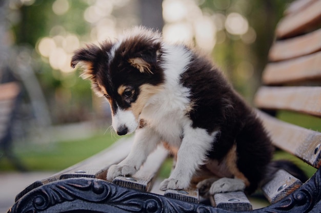 Photo adorable shetland sheepdog sheltie dog