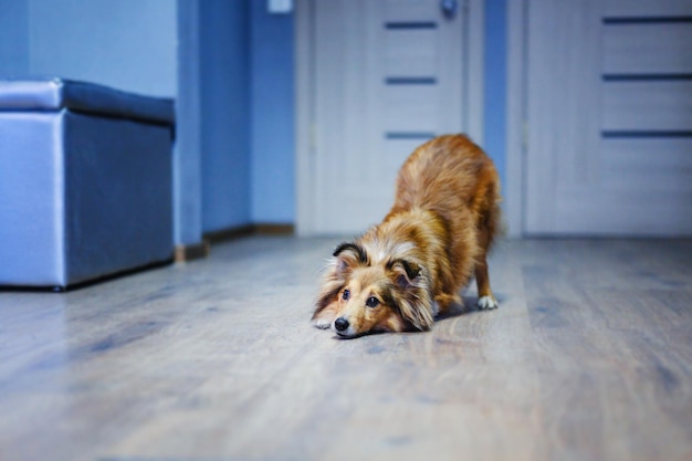 Adorable shetland sheepdog sheltie dog