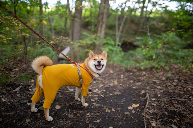 緑の草の上に座っている愛らしい柴犬 公園の芝生の上に立っている柴犬犬