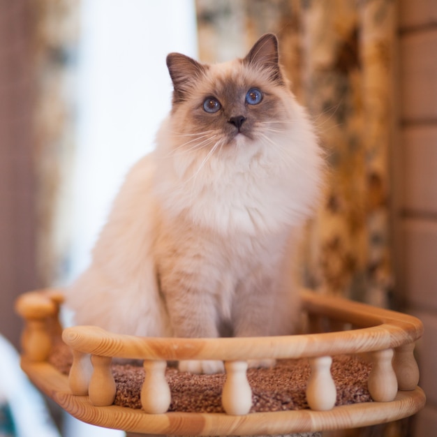 Adorable Siberian fluffy cat with blue eyes  indoors