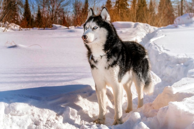 Adorable siberian husky dog breed in evening, in winter sunny forest.